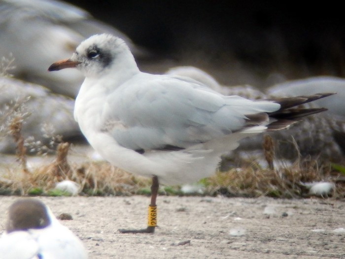 Mediterranean Gull