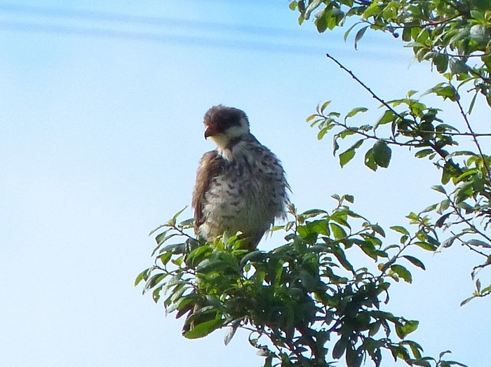 Amur Falcon