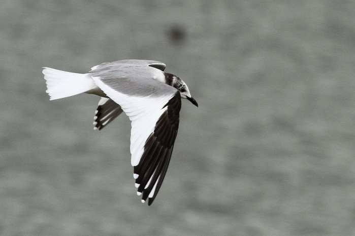 Sabine's Gull