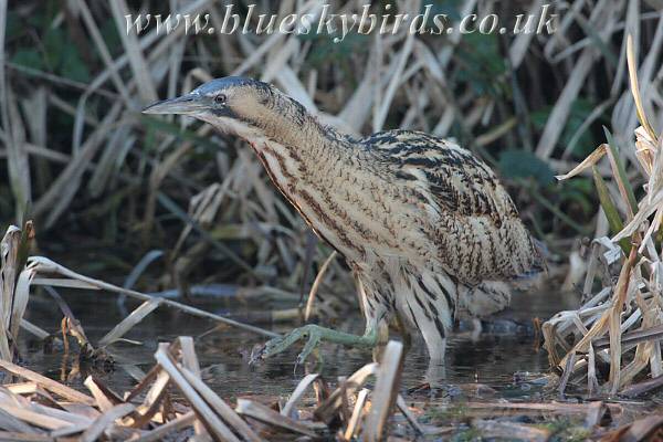 Bittern