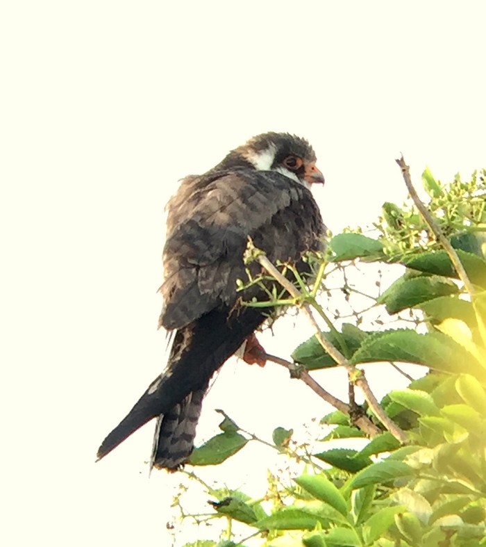 Amur Falcon