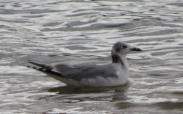 Sabine's Gull