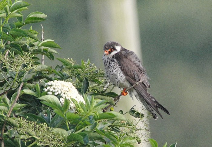 Amur Falcon