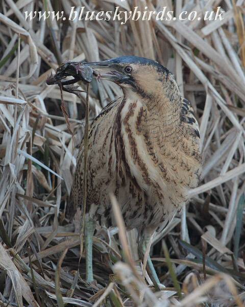 Bittern