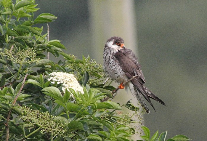 Amur Falcon