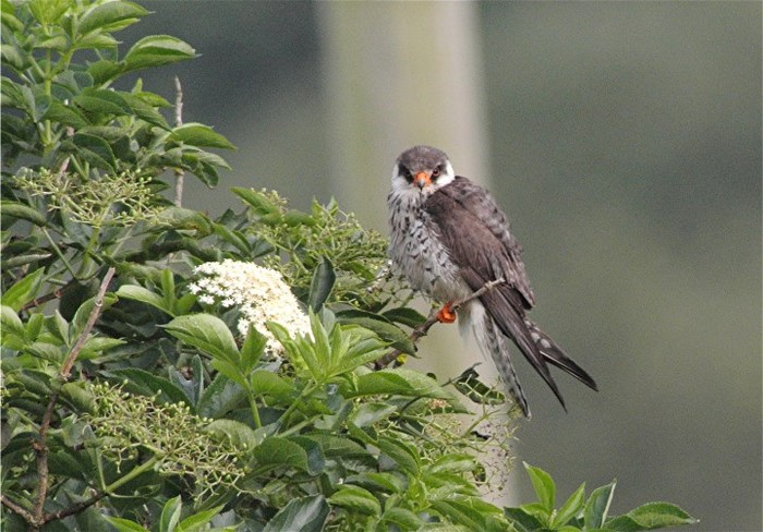 Amur Falcon