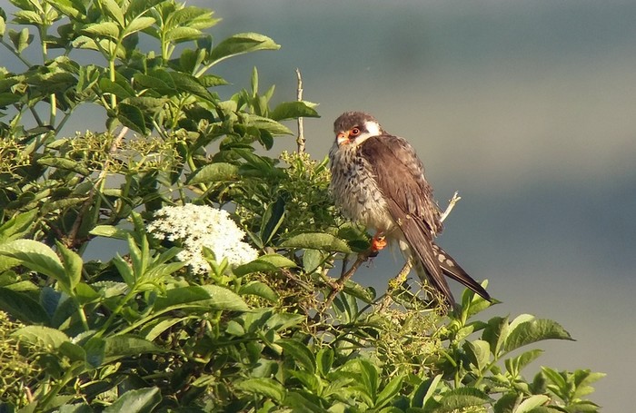 Amur Falcon