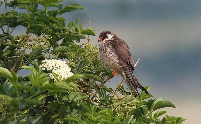 Amur Falcon