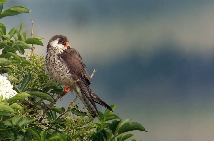 Amur Falcon