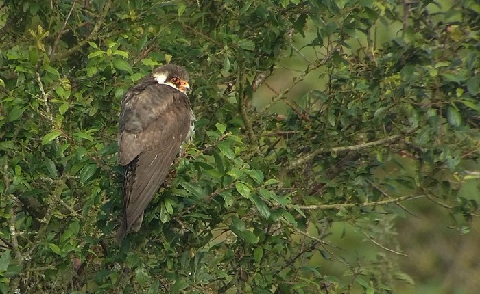 Amur Falcon