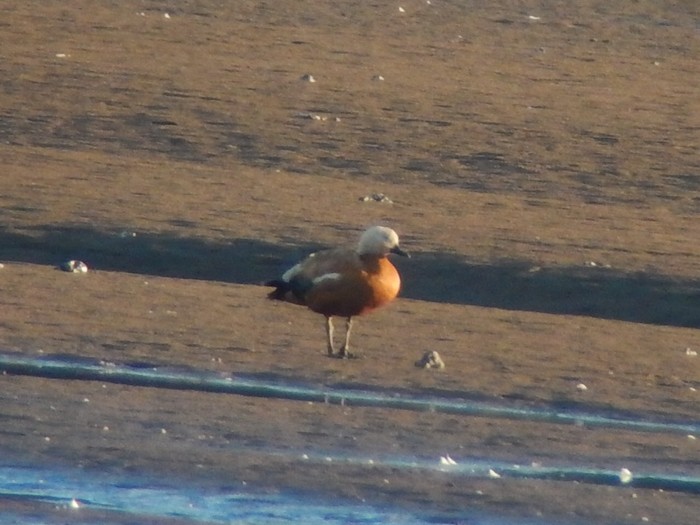 Ruddy Shelduck