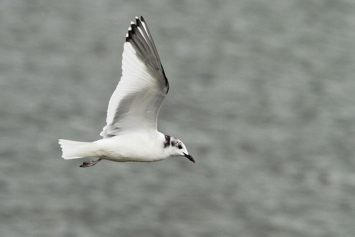 Sabine's Gull