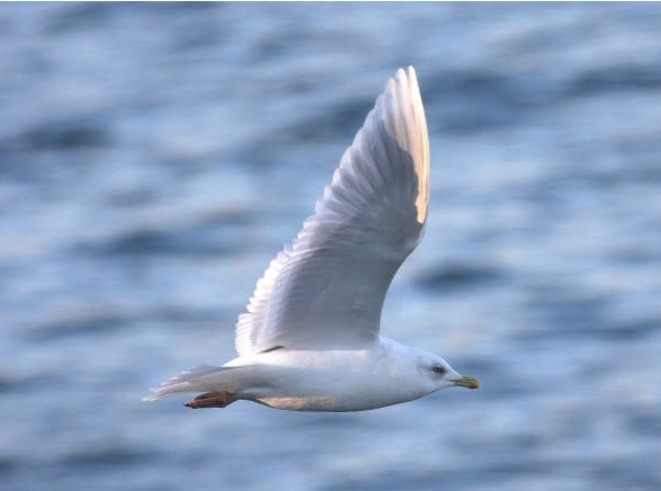 Iceland Gull