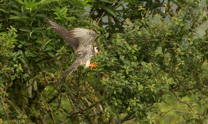 Amur Falcon