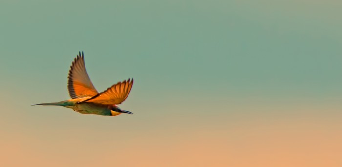 Bee-eater