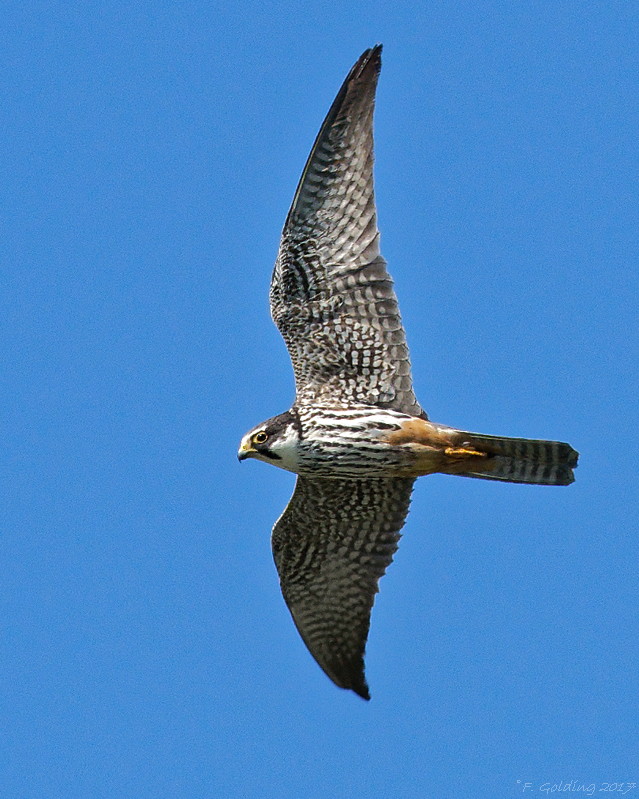 Hobby