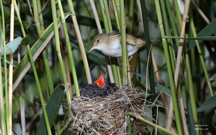 Cuckoo