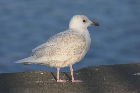 Iceland Gull