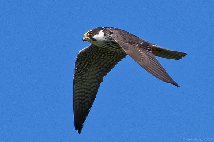 Hobby