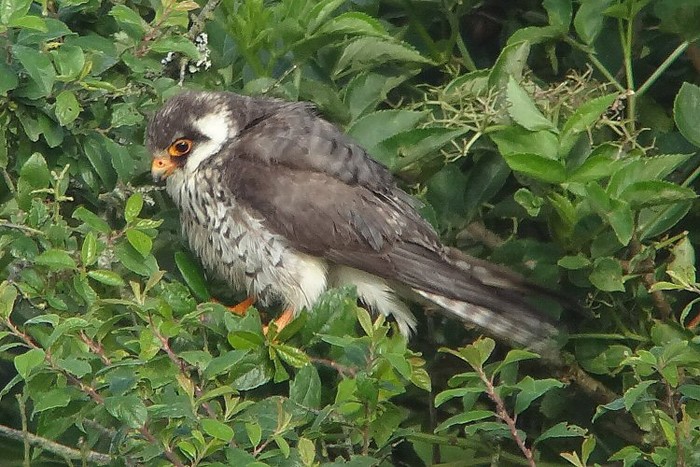 Amur Falcon
