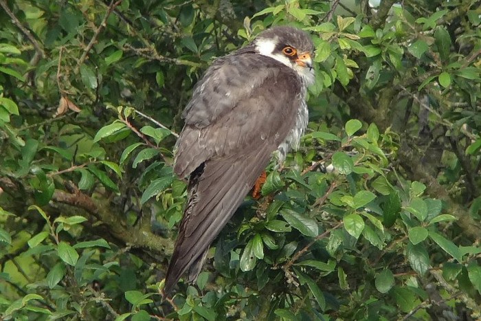 Amur Falcon