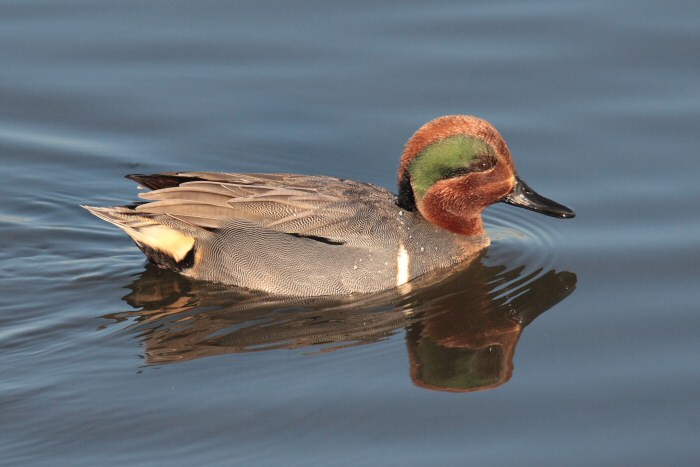 Green-winged Teal