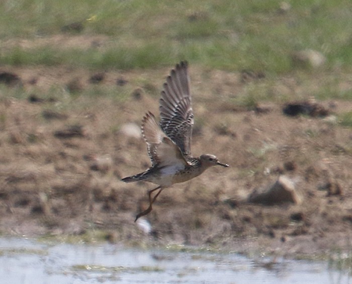 Buff-breasted Sandpiper