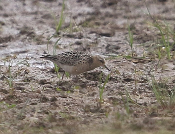 Buff-breasted Sandpiper