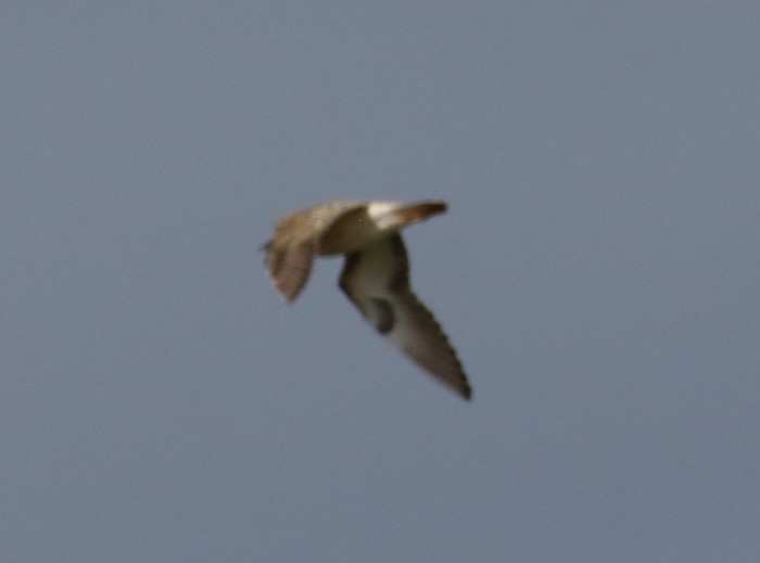 Buff-breasted Sandpiper