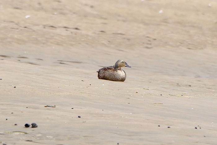 King Eider