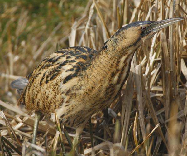 Bittern
