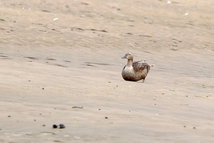King Eider