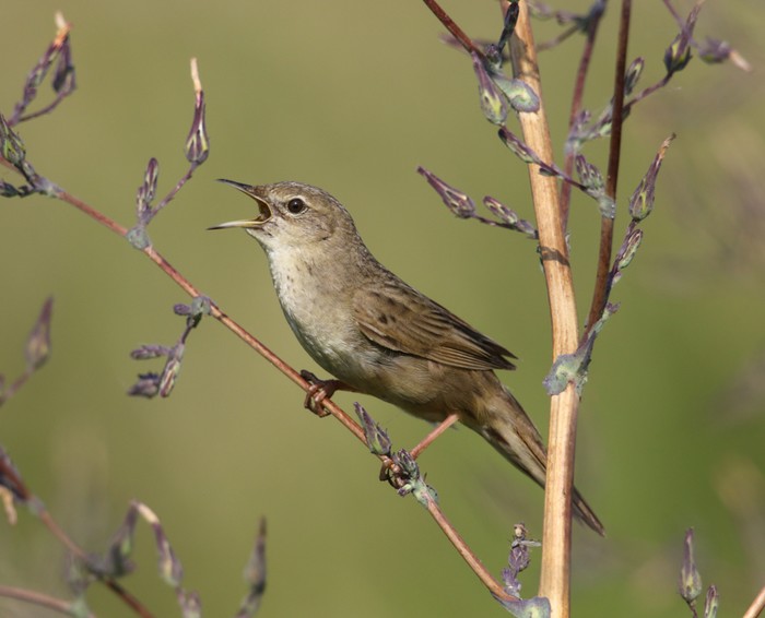Grasshopper Warbler