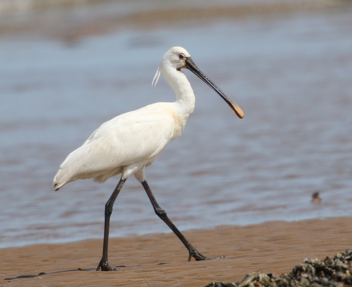 Spoonbill
