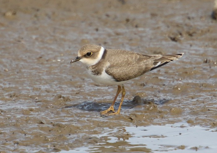 Little Ringed Plover
