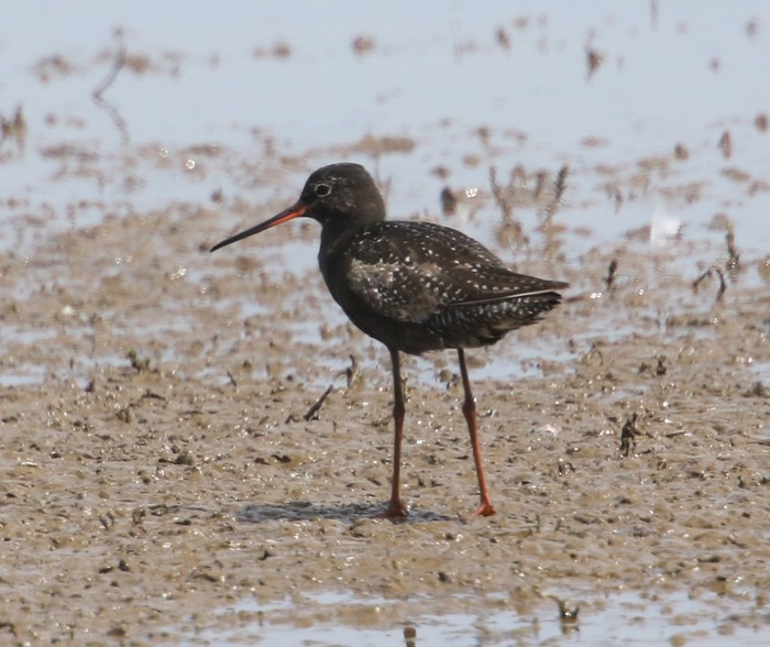 Spotted Redshank