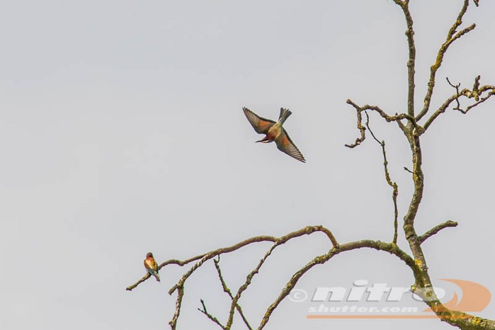 Bee-eater