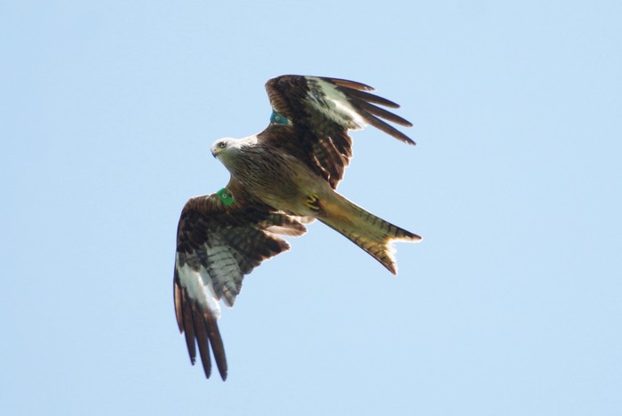 Red Kite