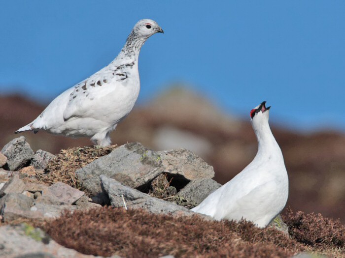 Ptarmigan