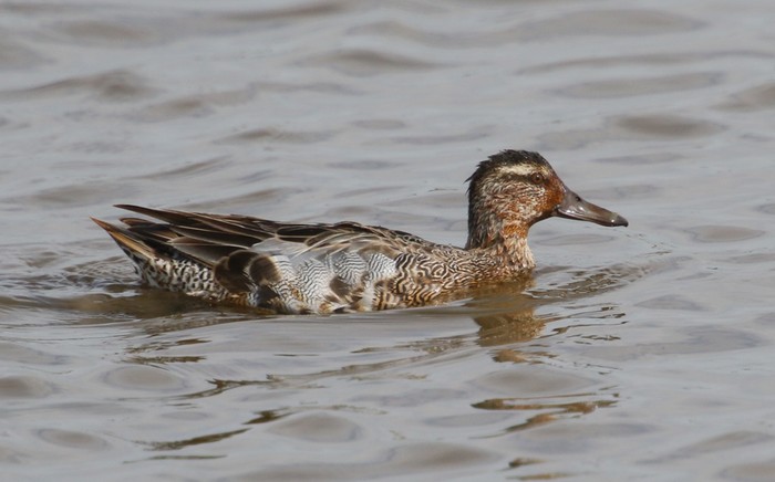 Garganey
