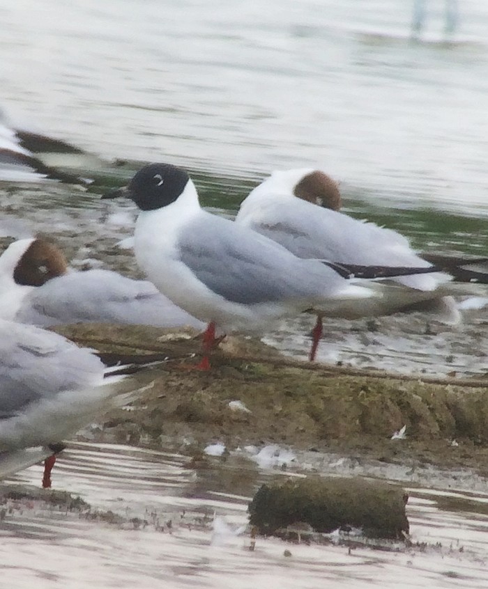 Bonaparte's Gull