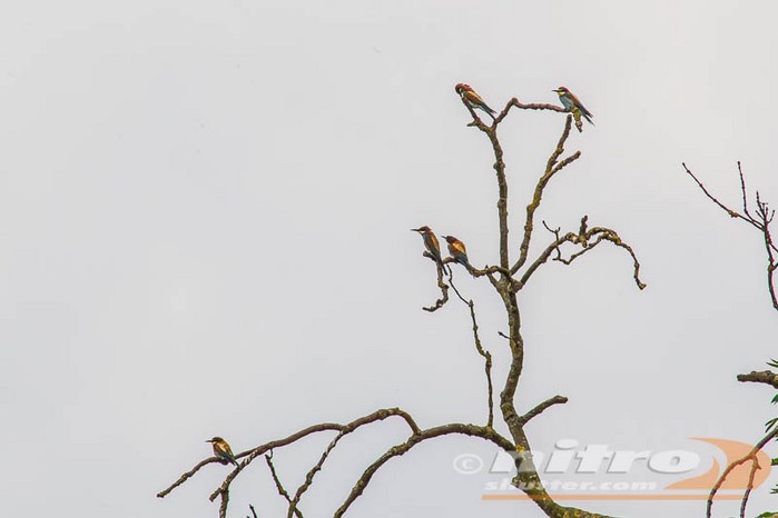 Bee-eater