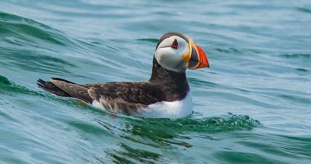 Puffin