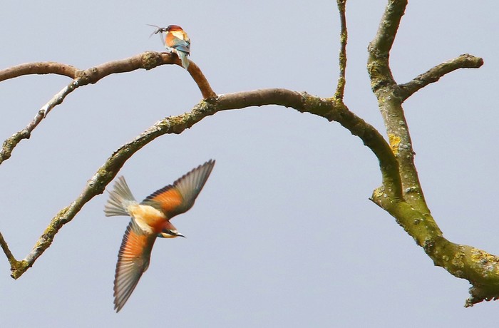 Bee-eater