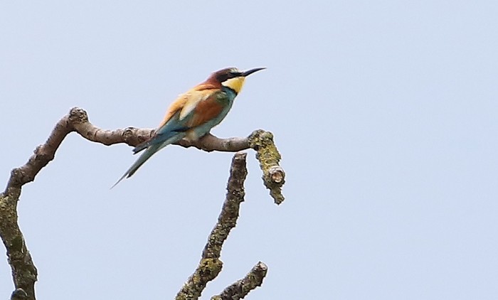 Bee-eater