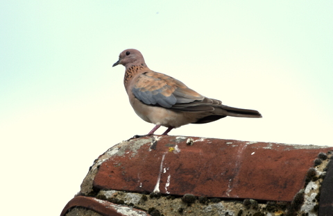 laughing dove