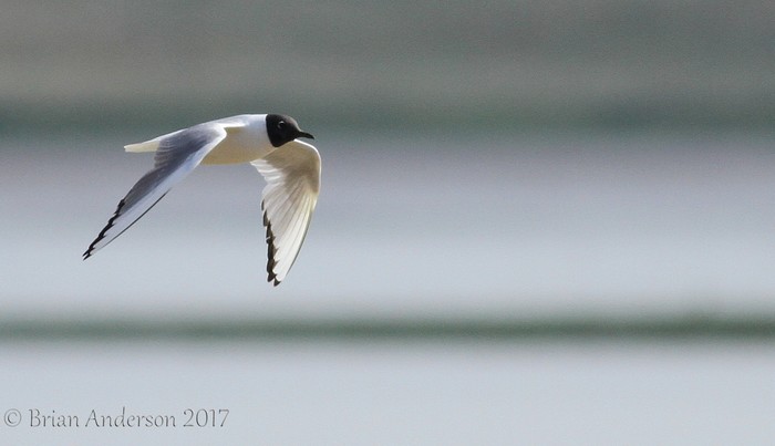 Bonaparte's Gull