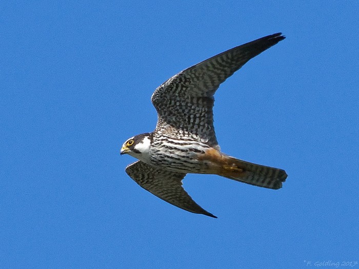 Hobby