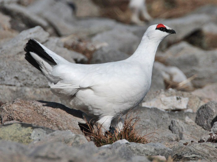 Ptarmigan