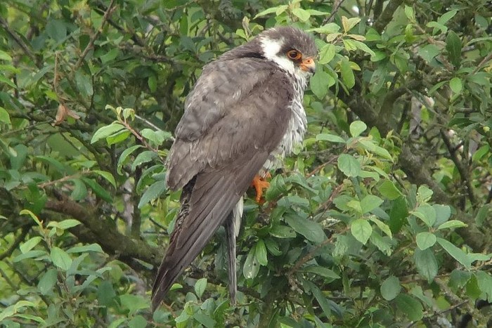 Amur Falcon